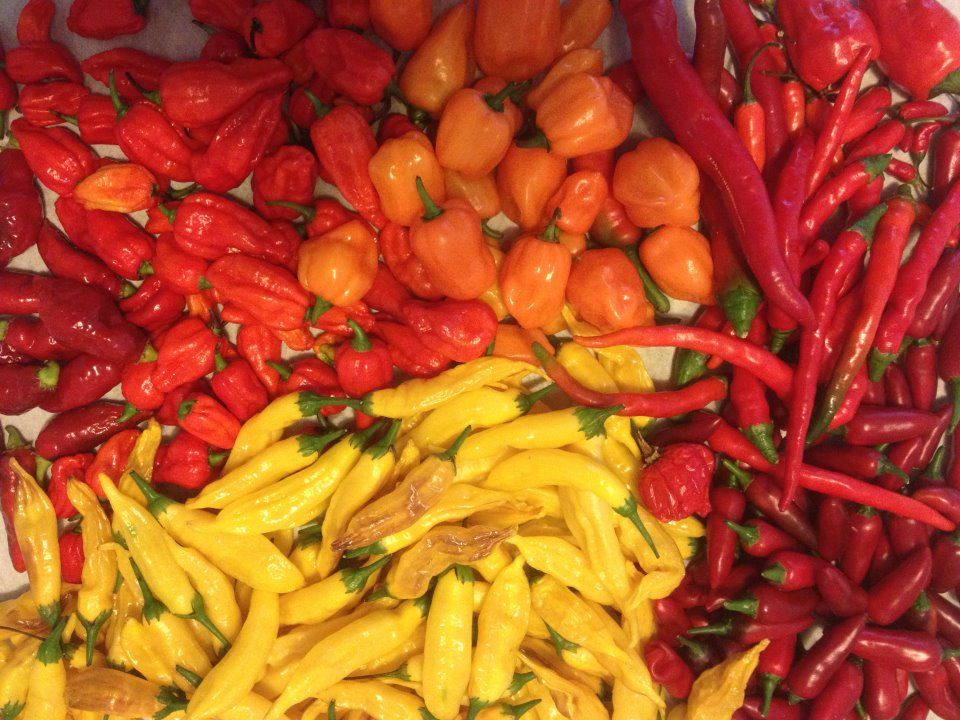 many many chilis.jpg