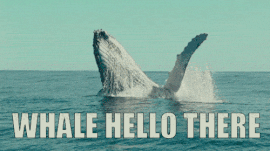 whale.gif