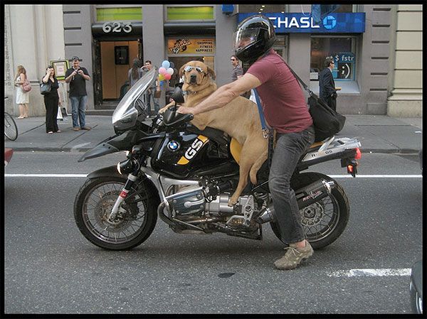 dog-on-a-motorcycle.jpg