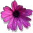 African Daisy.gif