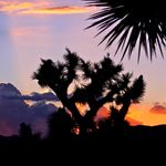 Joshua_Tree_National_Park_Association