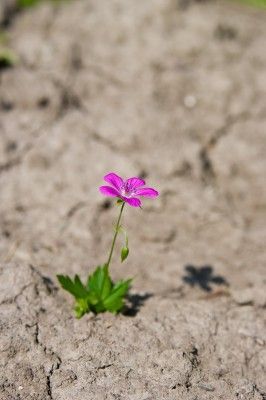 Flower Growing in Desert.jpg