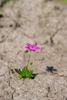 Flower Growing in Desert.jpg