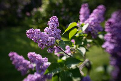 Lilac-32.jpg