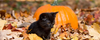 Blog-header-October-Holidays-and-Newsletter-Ideas.png