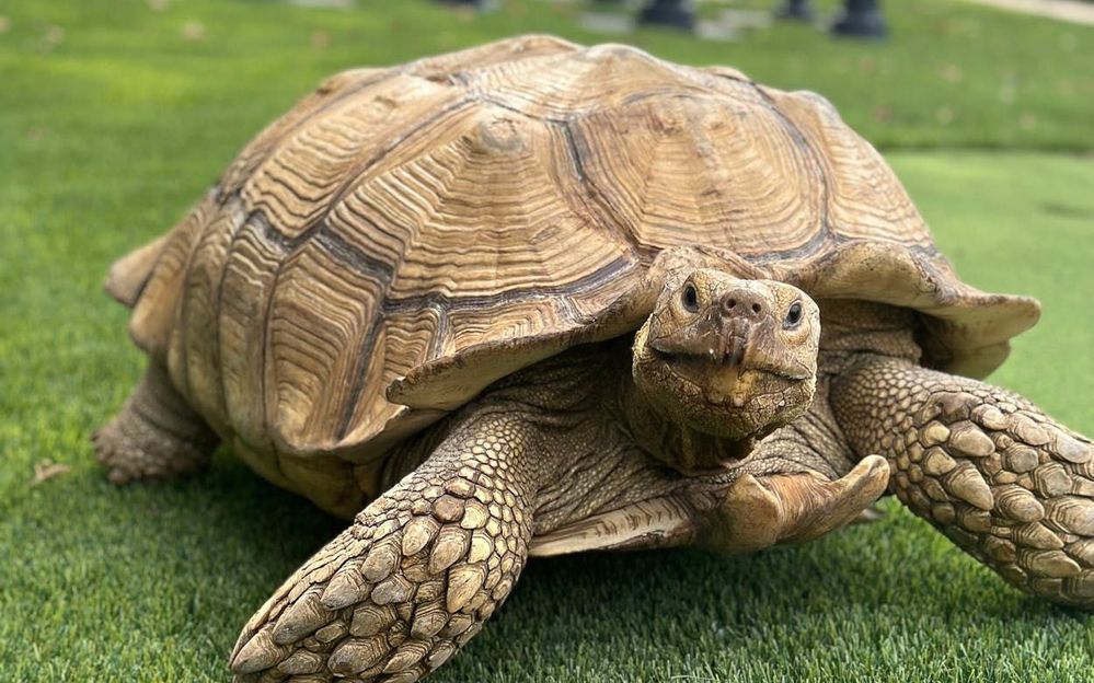 lorenzo-tortoise-on-the-loose.jpg