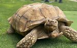 lorenzo-tortoise-on-the-loose.jpg