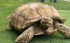 lorenzo-tortoise-on-the-loose.jpg