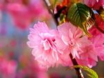 200_cherry blossoms wall inkbluesky.jpg