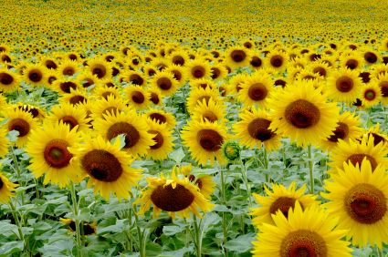 iStock_sunflowers.jpg