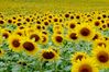 iStock_sunflowers.jpg